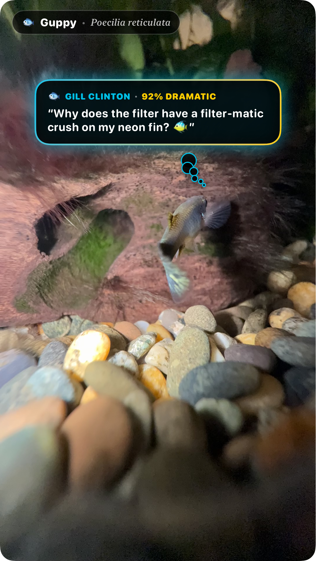 Exported SimpFish share card of Gill Clinton the Fancy Guppy